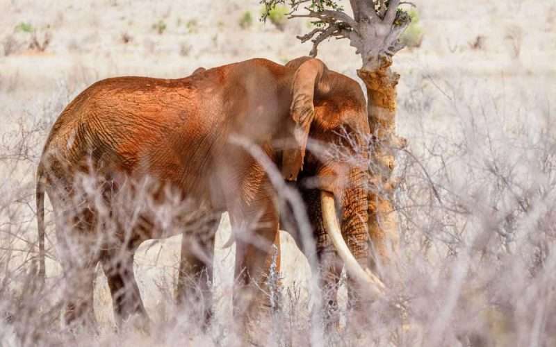 What is The African Safari