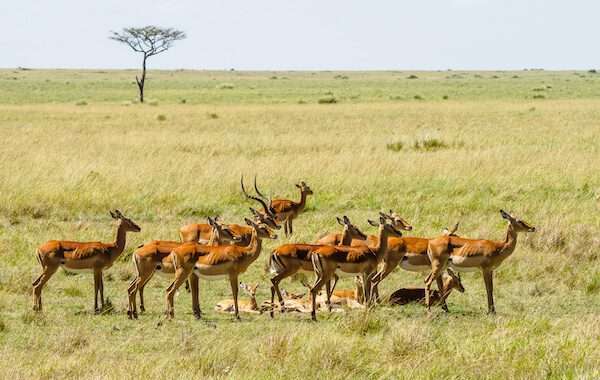 keyna road safari 02