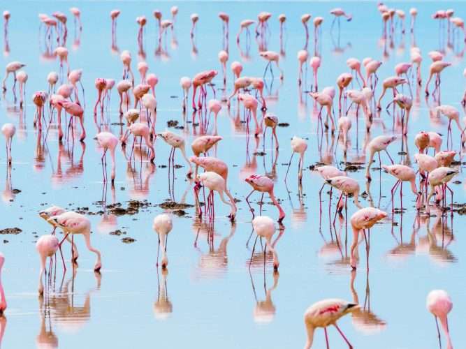 Amboseli National Park Kenya 106 scaled