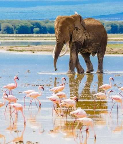 Amboseli National Park Kenya 12