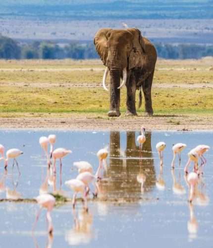Amboseli National Park Kenya 136