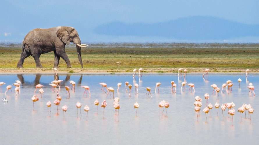 Amboseli National Park Kenya 55 scaled