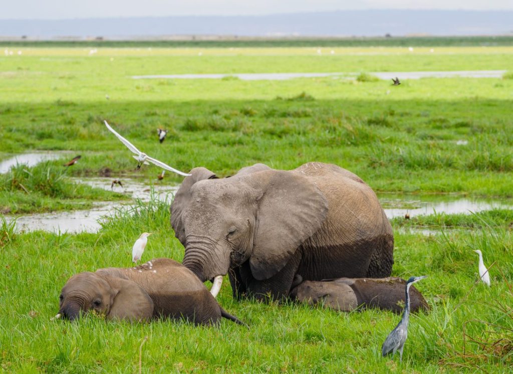 Amboseli National Park Kenya 85 scaled