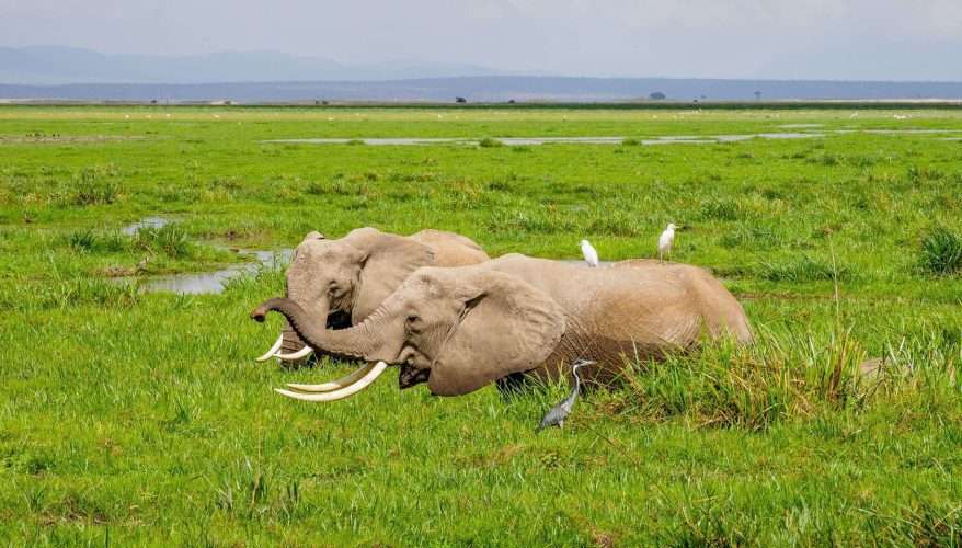 Amboseli National Park Kenya 92 scaled
