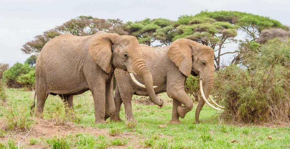 Amboseli National Park Kenya safaris 106 scaled