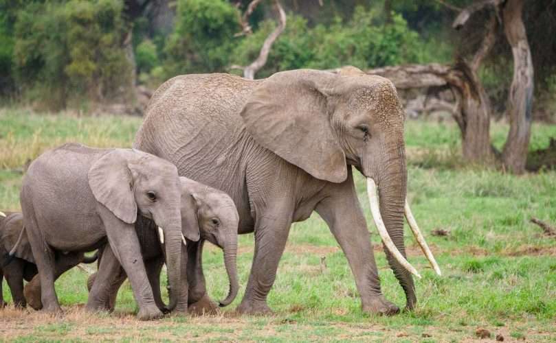 Amboseli National Park Kenya safaris 11 scaled