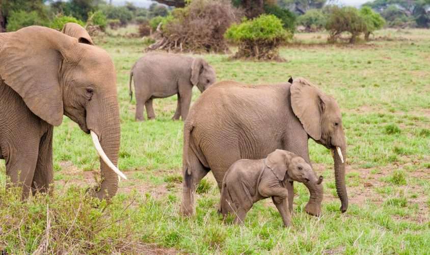 Amboseli National Park Kenya safaris 114 scaled