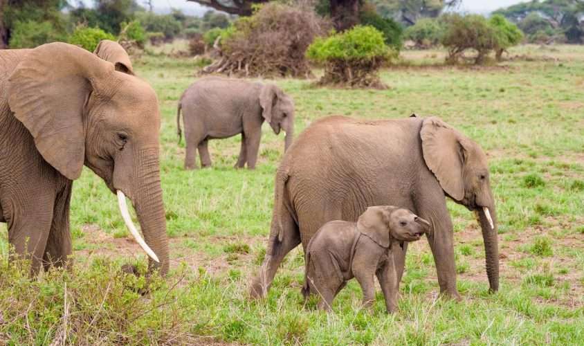 Amboseli National Park Kenya safaris 118 scaled