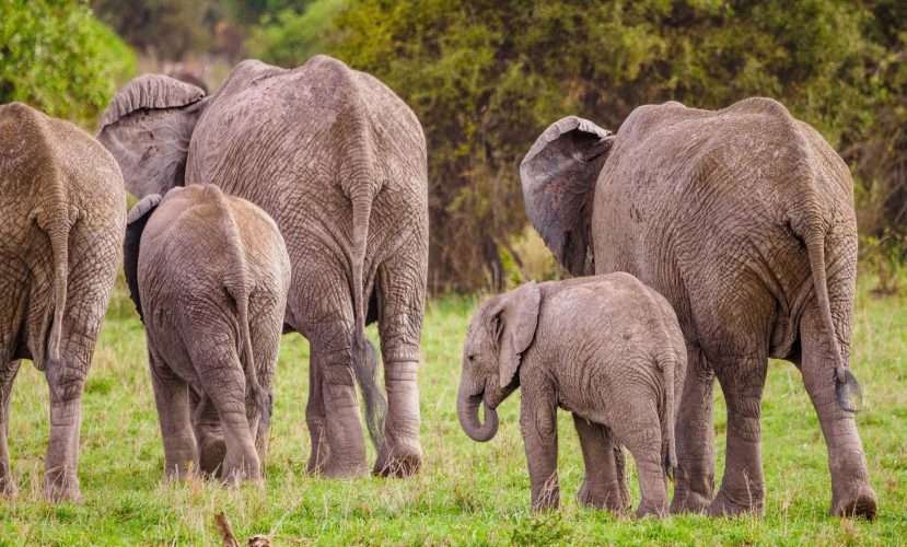 Amboseli National Park Kenya safaris 33 scaled