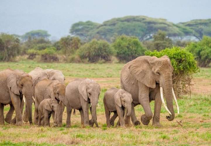 Amboseli National Park Kenya safaris 8 scaled