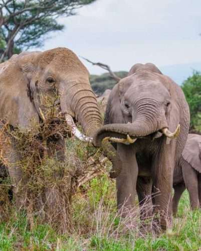 Amboseli National Park Kenya safaris 91