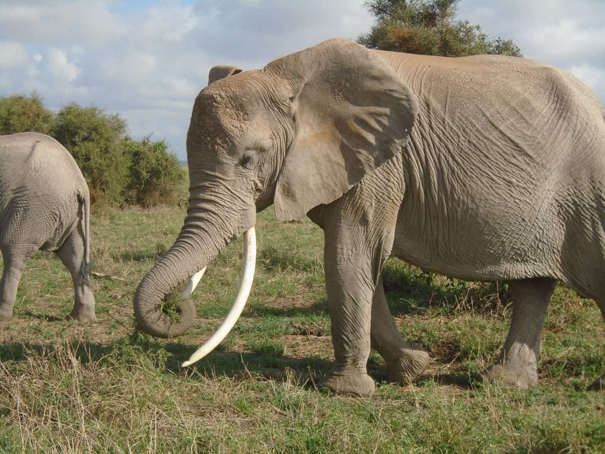 Elephants at Amboseli National Park Kenya Natural World Kenya Safaris scaled