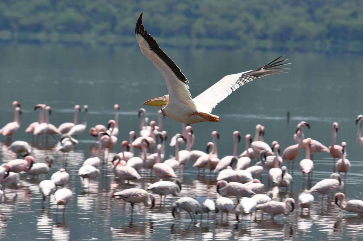 Lake Nakuru National Park 4 scaled