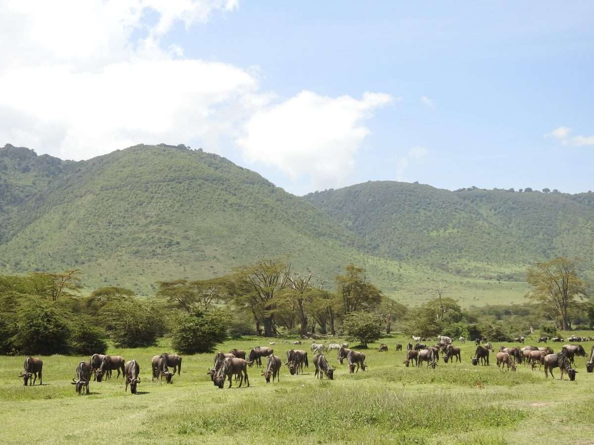 Ngongoro Conservation Area Natural World Kenya Safaris scaled