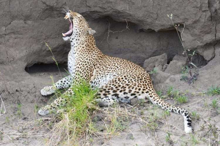 Serengeti National Park Africa Kenya Safaris 4