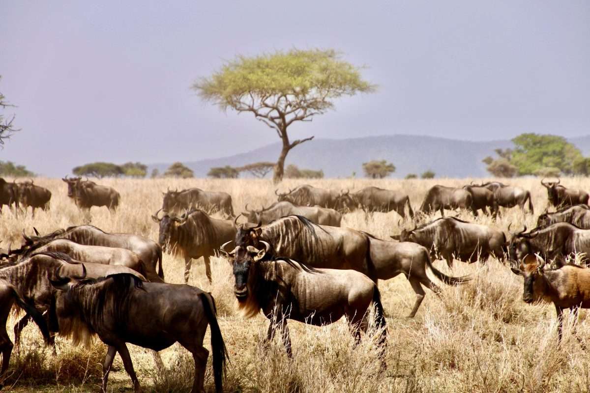 Serengeti National Park Wildebeest Migration Natural World Kenya Safaris scaled Serengeti National Park Wildebeest Migration Natural World Kenya Safaris scaled