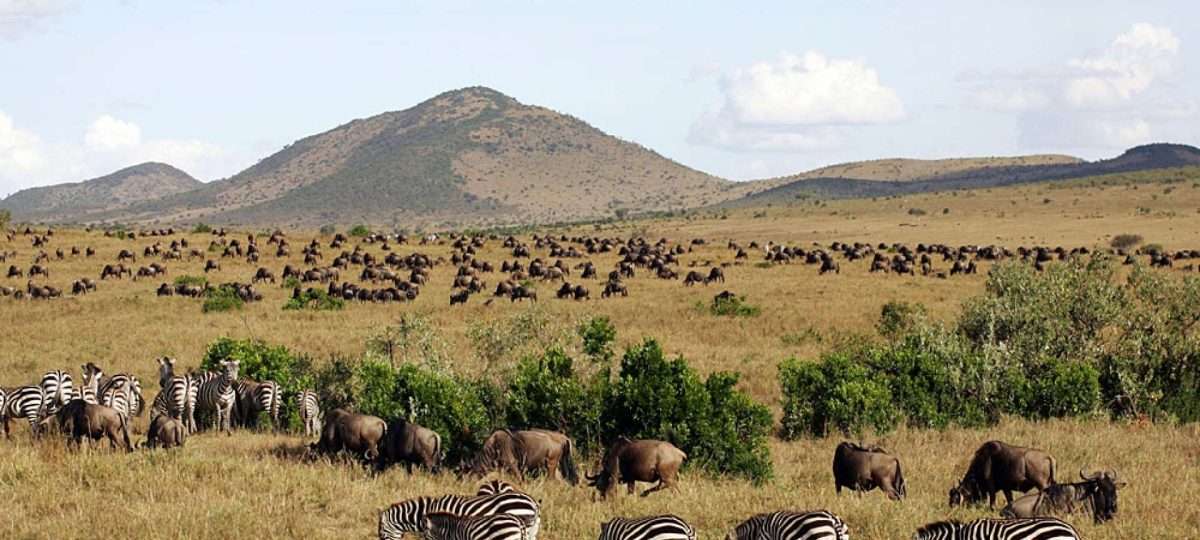 Tanzania safaris scaled