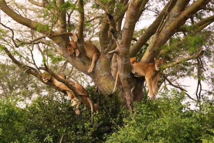 Tree climbing lions of Lake Manyara National Park Tanzania Natural World kenya Safaris