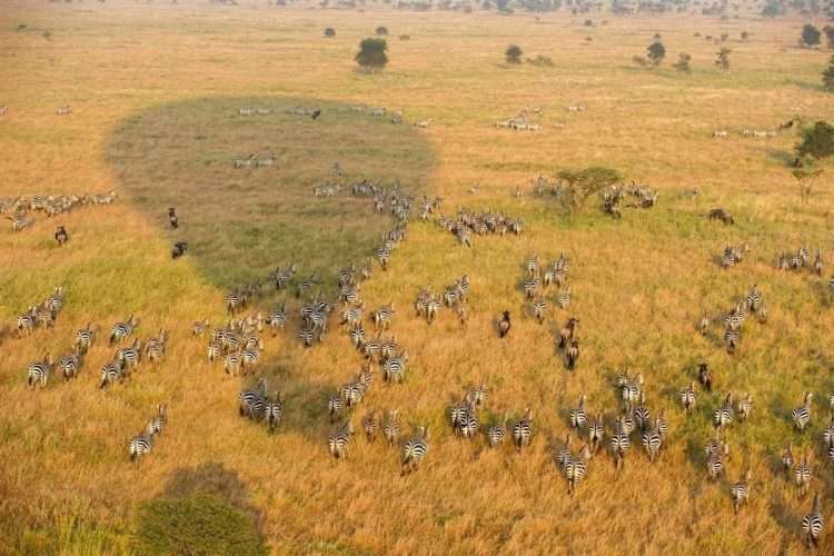 serengetiballoonsafaris 39