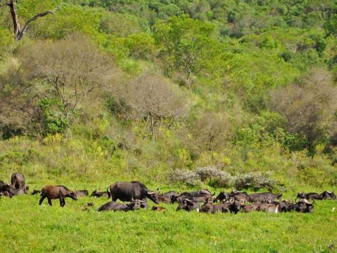 Arusha National Park Natural World Kenya Safaris