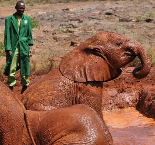 David Sheldrick Elephant Orphanage Nairobi Kenya 1