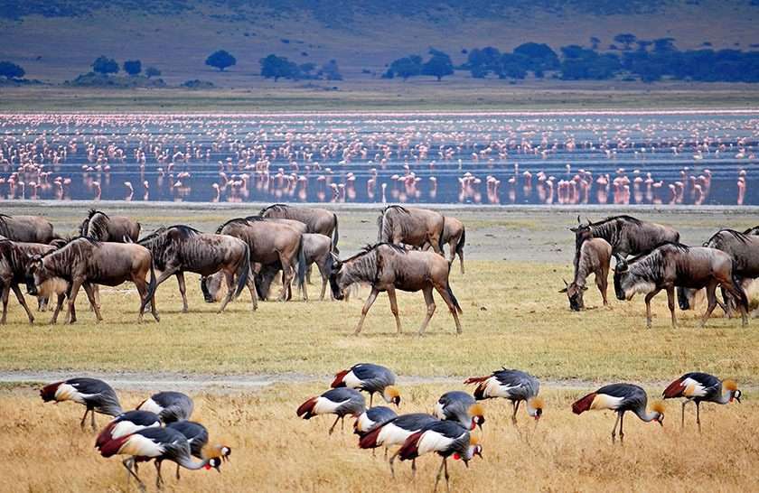 Flamingoes at Lake Manyara National Park Tanzania