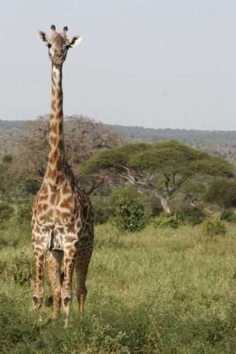Giraffe Arusha National Park Tanzania