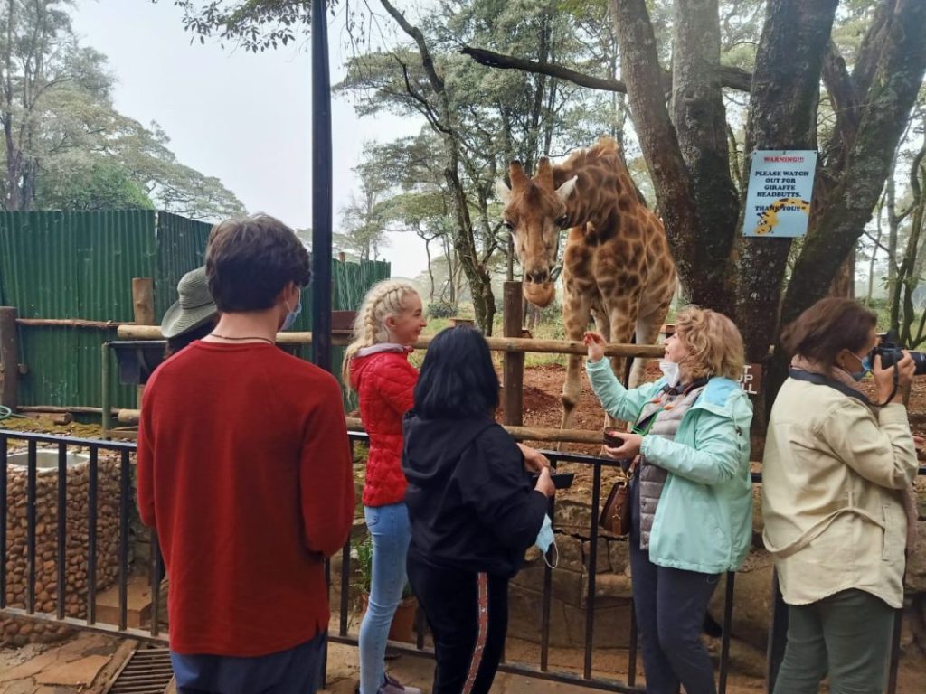 Giraffe Centre Nairobi Things to do in Nairobi Kenya 7 scaled