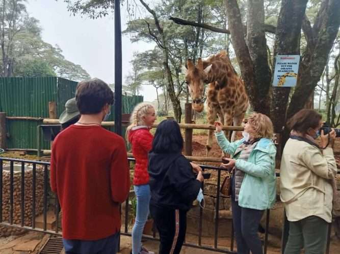 Giraffe Centre Nairobi Things to do in Nairobi Kenya 7 scaled