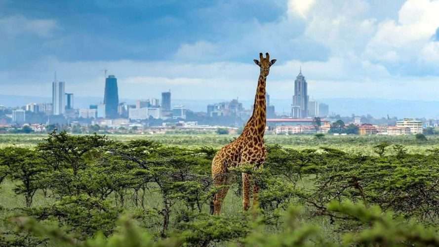 Giraffe at Nairobi National Park
