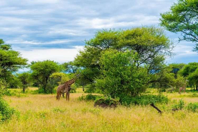 Giraffes at Arusha National Park Tanzania. Photo credits wirestock scaled