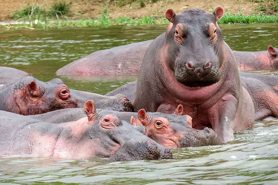 Hippos at Nairobi National Park