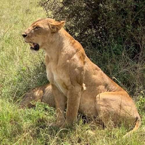 Lion at Nairobi National Park 1