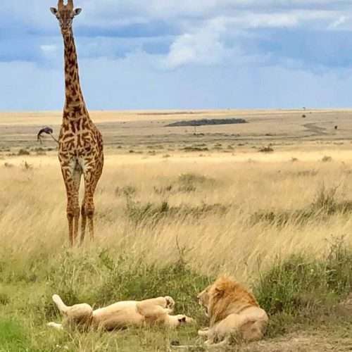 Lion giraffe Serengeti National Park Tanzania