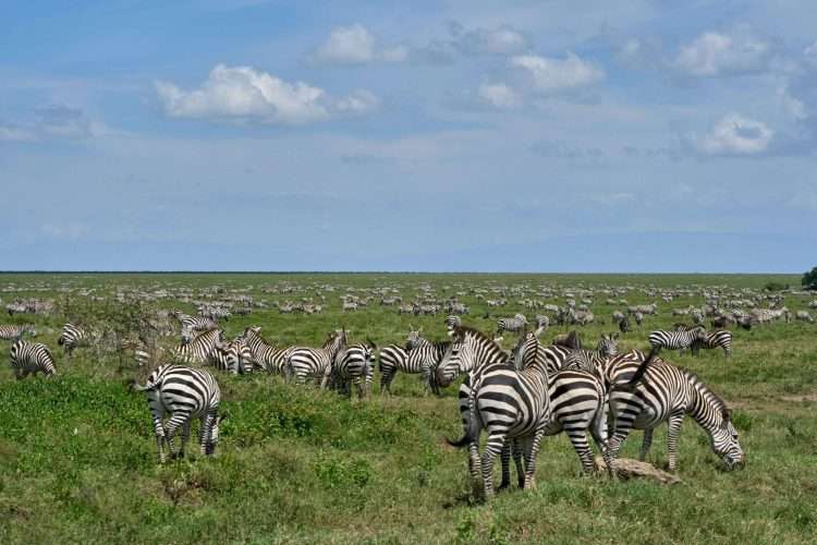 Zebras Ngorongoro Conservation Area 1 scaled