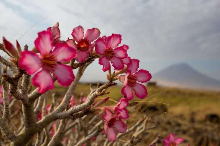 Lake Natron Tanzania flamingos Lake Natron Camp 7