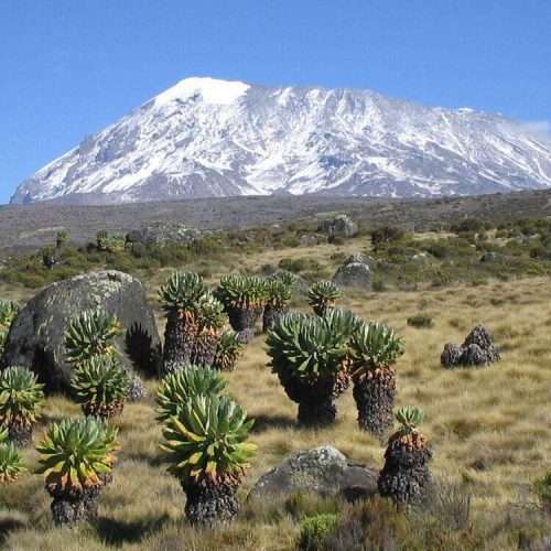 Mount Kilimanjaro climbing adventure tours forest Africa Kenya Safaris