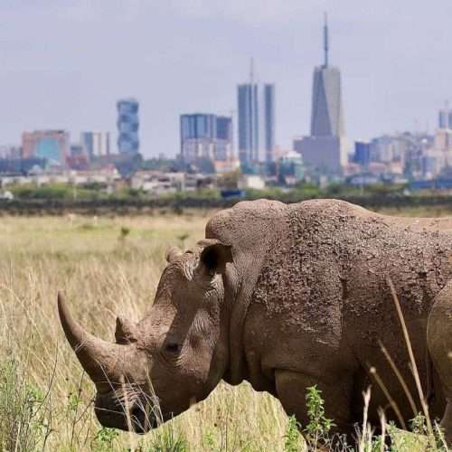Nairobi National Park day excursions