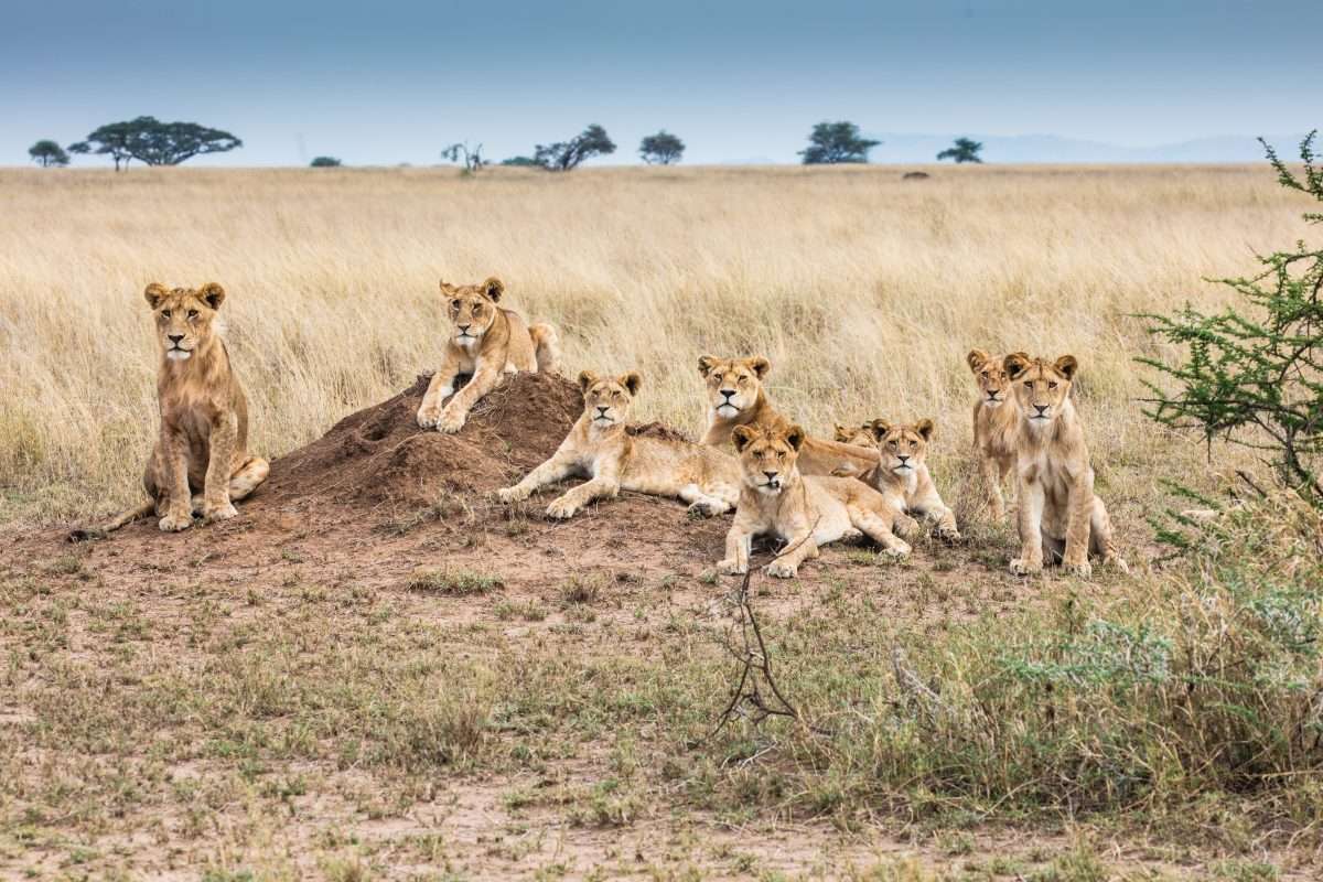 Pride of lions at Serengeti National Park Tanzania Africa Kenya Safaris scaled