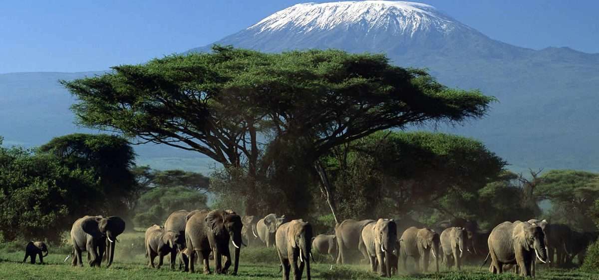 Amboseli National Park Kenya Elephants and Mount Kilimanjaro scaled