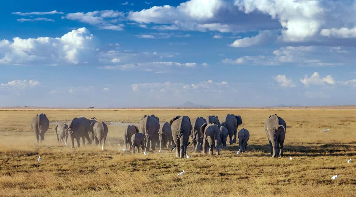 Amboseli National Park elephants scaled Amboseli National Park elephants scaled