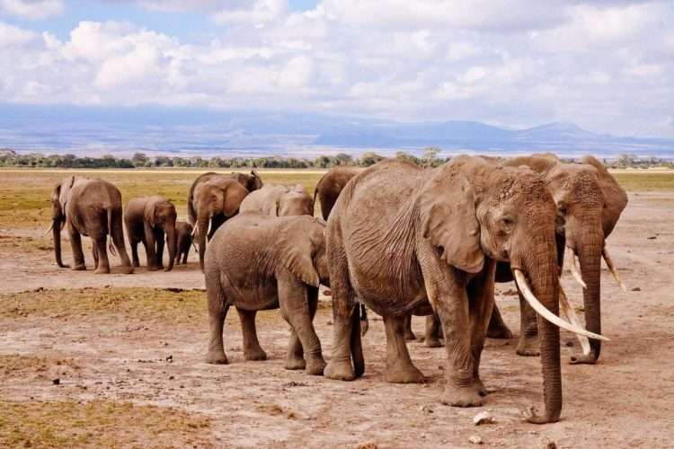 Amboseli National Park elephants2 scaled