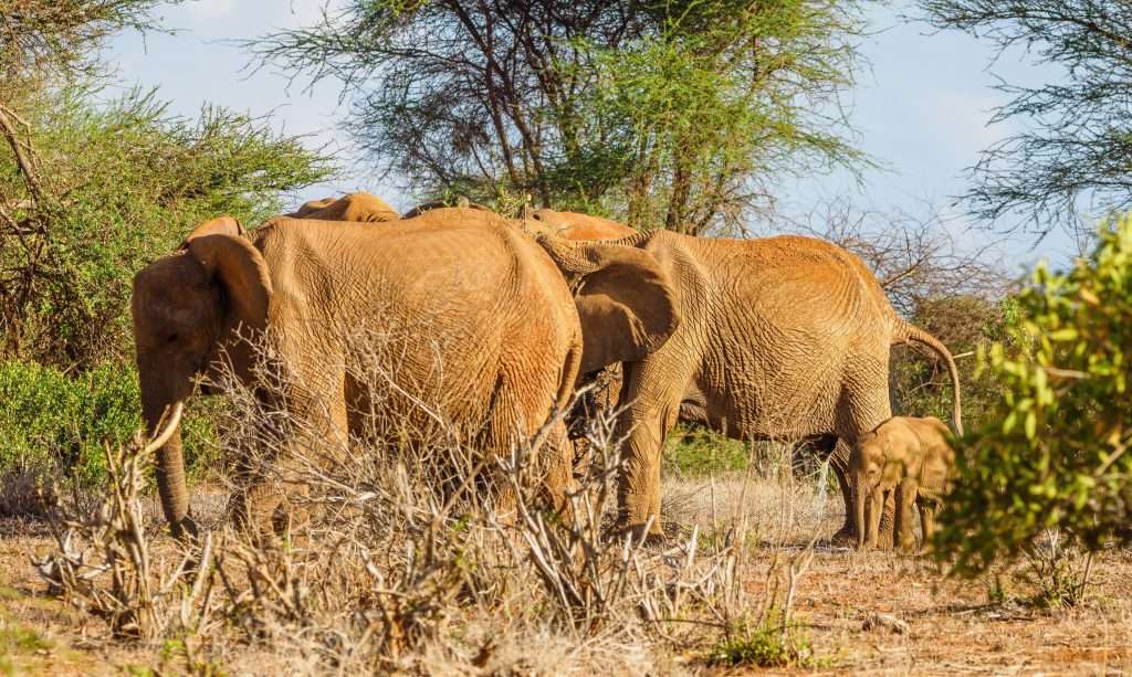 Elephants at Tsavo East National Park Kenya scaled