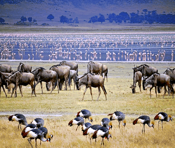 Lake Manyara 2 AKS