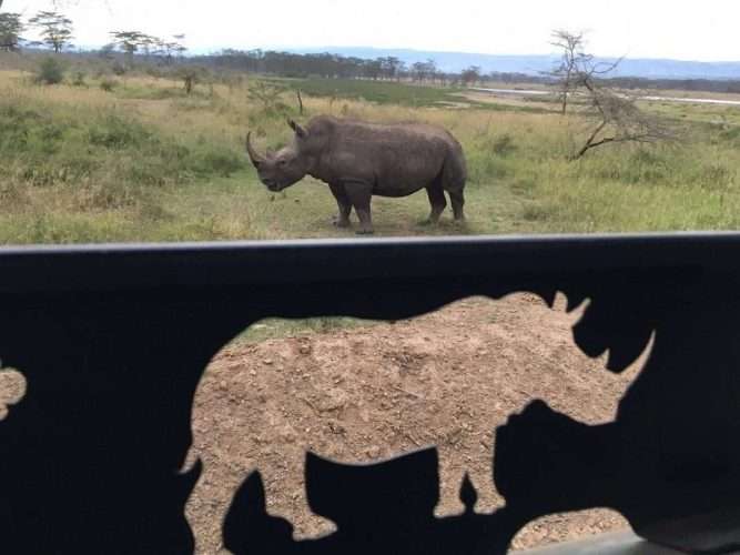 Nairobi National Park rhino