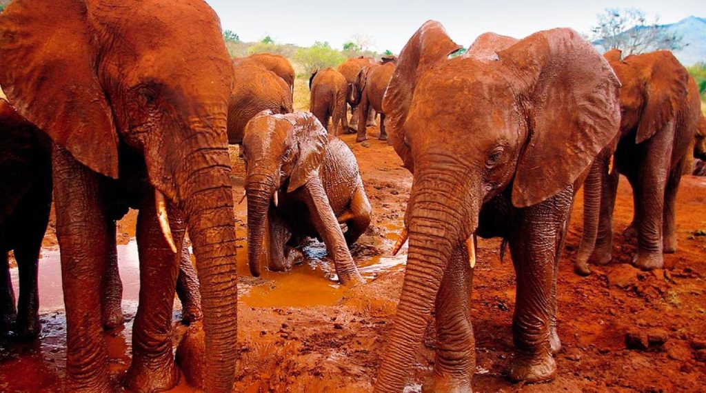 Red Elephants at Tsavo East National Park Kenya scaled
