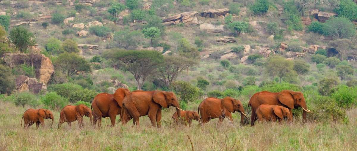 Red Elephants at Tsavo West National Park scaled