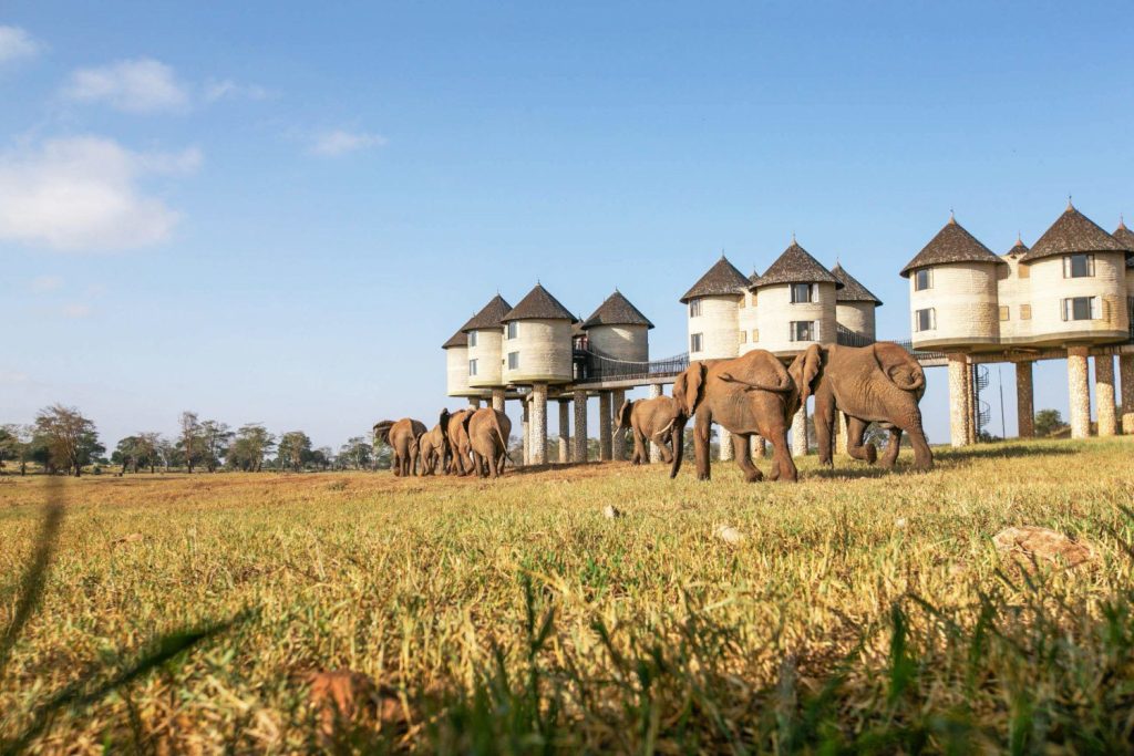 Saltlick Safari Lodge Taita Hills Wildlife Sanctuary scaled