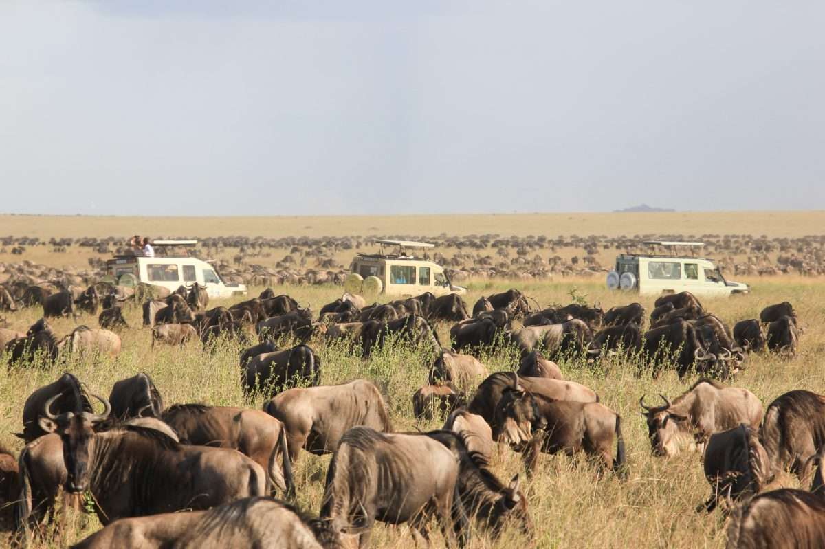 Wildebeest Migration Serengeti National Park Tanzania and Masai Mara National Reserve in Kenya Africa Kenya Safaris scaled Wildebeest Migration Serengeti National Park Tanzania and Masai Mara National Reserve in Kenya Africa Kenya Safaris scaled