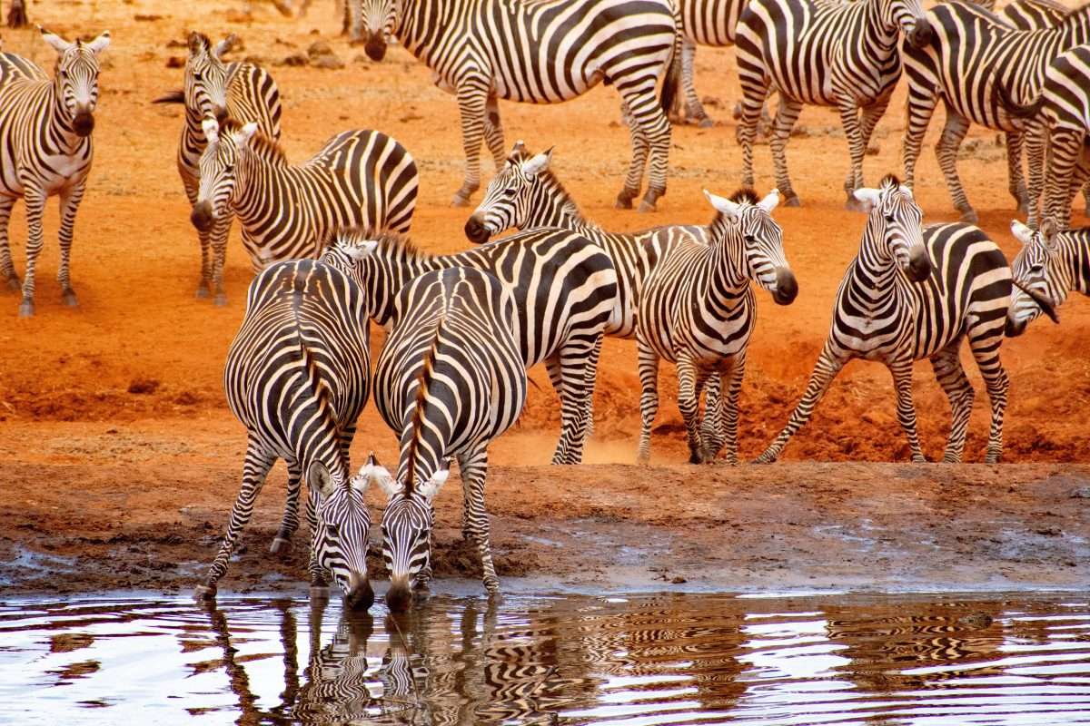 Zebras at Ngutuni Safari Lodge scaled